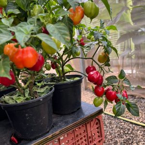 Plantas frutíferas