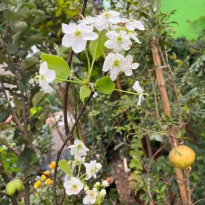 Plantas de flores